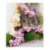 Balon Decorator 61cm - 24" Antique Pink różowy Fashion Antique Pink - 1 sztuka